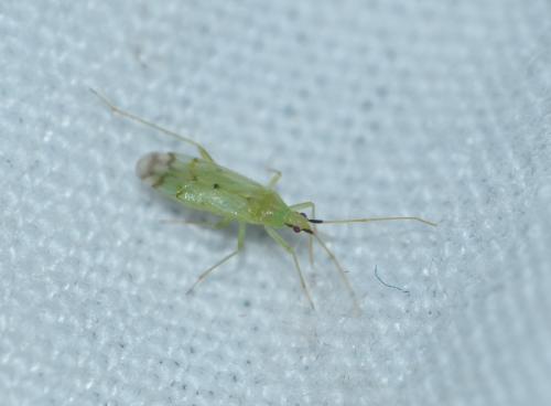 Réf. 186 111 : Macrolophus sp.